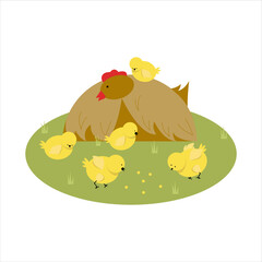 Chicken and chickens in a meadow