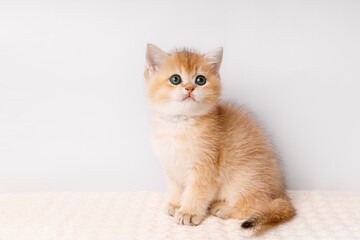 Cute young kitten Scottish straight golden shaded chinchilla is sitting .A breed of domestic cat.