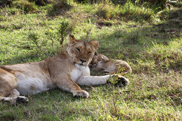 Baby lion cuddling with his mother lioness