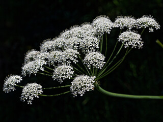 Laserpitium latifolium, Laser à feuilles larges, une espèce végétale à fleurs de la même famille des Apiacées que la carotte et le persil