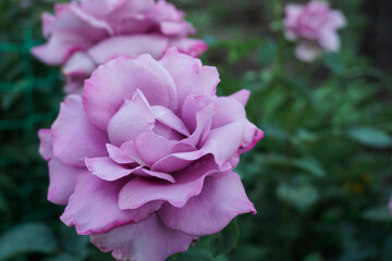 beautiful lilac rose flower shot close-up in the garden