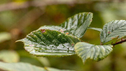 Jesień, mokre liście w lesie. © Ryszard