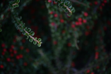 branches of green cotoneaster horizontal with ripe berries, shrub branches with red fruits in autumn, a uniform red-green background of small leaves