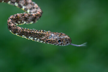 Close up of a female jasper cat snake Boiga jaspidea native to southeast Asia coiling with bokeh background and wet body