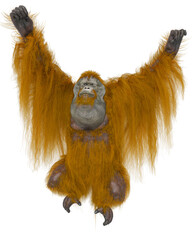 orangutan is doing a hanging tree pose © DM7
