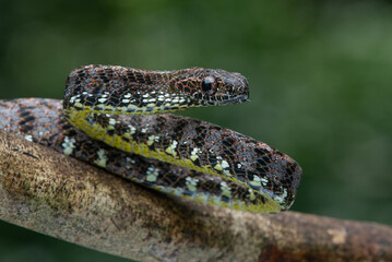 Close up of a female jasper cat snake Boiga jaspidea native to southeast Asia coiling with bokeh background 