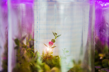 Tissue culture or plant culture
