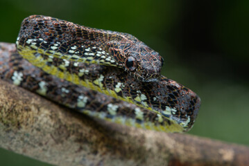 Close up of a female jasper cat snake Boiga jaspidea native to southeast Asia coiling with bokeh...