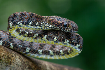 Close up of a female jasper cat snake Boiga jaspidea native to southeast Asia coiling with bokeh background 