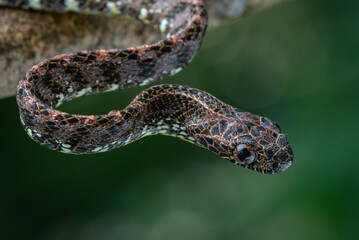 Close up of a female jasper cat snake Boiga jaspidea native to southeast Asia coiling with bokeh background 