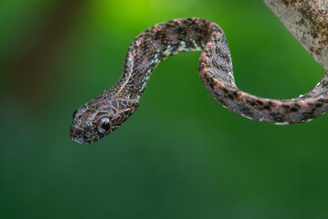 Naklejka na ściany i meble Close up of a female jasper cat snake Boiga jaspidea native to southeast Asia coiling with bokeh background 