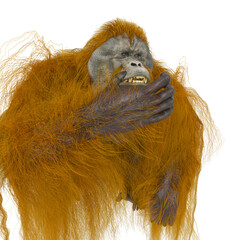 orangutan is doing an eating pose