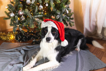 Funny cute puppy dog border collie wearing Christmas costume red Santa Claus hat lying down near...