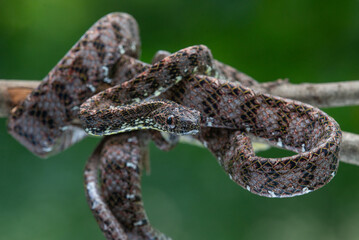 Close up of a female jasper cat snake Boiga jaspidea native to southeast Asia coiling with bokeh background 