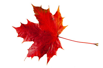 Ahornblatt im Herbst mit bunter Herbstfarbe