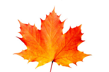 Ahornblatt im Herbst mit bunter Herbstfarbe