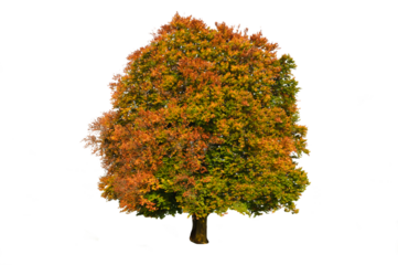 Große Buche im Herbst mit Herbstfarbe