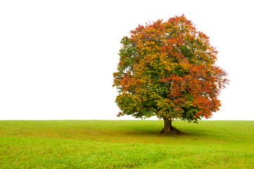 Große Buche im Herbst mit Herbstfarbe