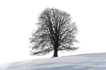 Fototapeta na wymiar Einzelner Baum im Winter