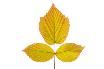 Blatt in Herbstfarben