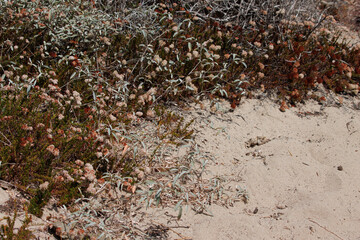 Although greatly reduced by development, this remnant of native coastal dune habitat in Ventura...
