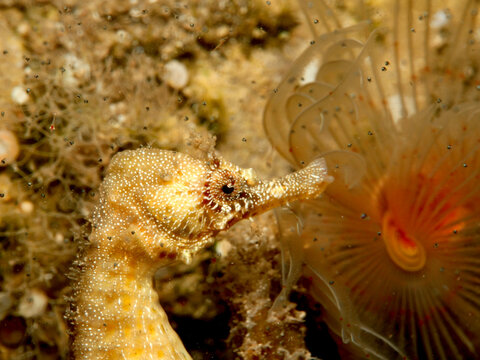 Portrait of a seahorse with a fan worm and newborn fish 