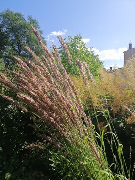 Melica altissima. A cereal plant with a rare panicle and long twigs, a few spikelets on a tall stem in a summer sunny garden. Floral wallpaper.