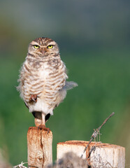 A serious looking Burrowing Owl (Athene cunicularia), perching one-legged on a fence pole in an Autumn morning, with a curious and intriguing look