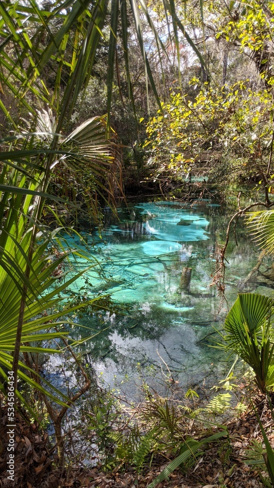 Wall mural Freshwater Spring