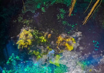 Fototapeta na wymiar Blue turquoise water limestone cave sinkhole cenote Tajma ha Mexico.