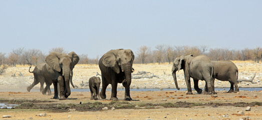 Fototapeta premium Panoramic view of an African Waterhole with a small family herd of elephants just having had a drink. Etosha National Park, Namibia, Southern Africa