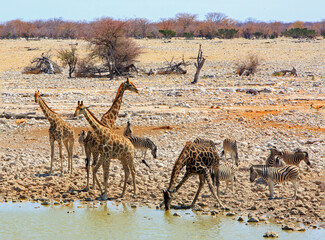 A wildlife lovers dream, a waterhole full of animals drinking.  An amazing sight to behold.