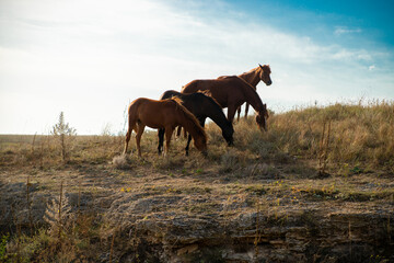 young horses graze on the seashore