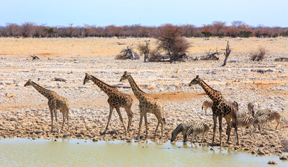 Fototapeta na wymiar A Journey of Giraffe and a small herd of Zebras come to take a drink at an African Waterhole in Etosha, Namibia