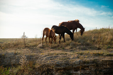 wild horses graze on the seashore