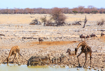 Fototapeta na wymiar So many different species of animals coming to take a drink from this popular waterhole in Etosha National Park. Heat Haze is slightly visible due to the high temperature.