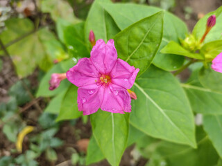 Macro Four-o'clock flower. Mirabilis jalapa flower
