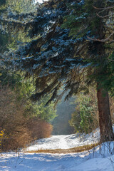 Beautiful winter scene with trees, Armenia	