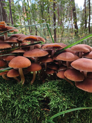 A family of honey mushrooms grows on a stump in the forest against the backdrop of nature. Autumn
