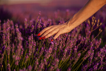 Close up view of a woman hand touching lavender flowers while walking in lavender field.