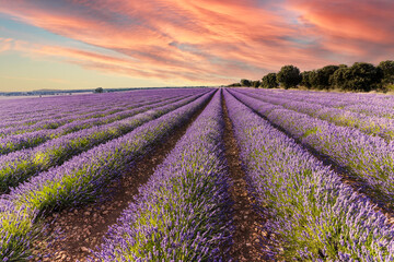 View of a colourful lavender flower field at sunset.