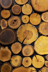 Cut sections of different types of trees.