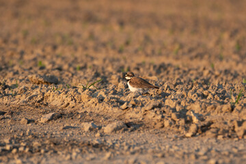 little ringed plover