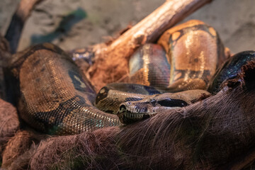 Fototapeta premium resting snake, resting python