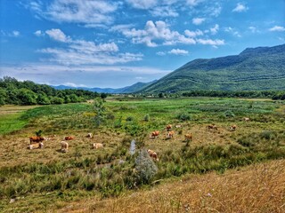 Fototapeta na wymiar landscape of the mountains and field with cows