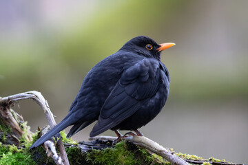 a blackbird perched on a bough