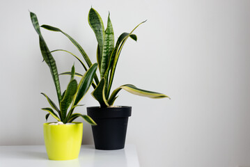 Sansevieria Zeylanica, snake plant against white background with copy space. Web banner. Home decor, nature concept.