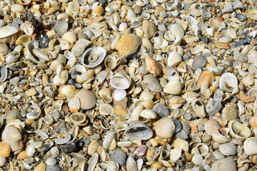 Shoreline collection of sea shells