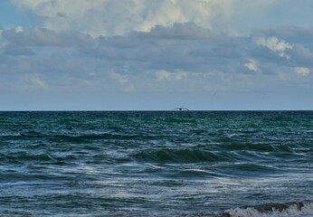 Fototapeta premium A Brown Pelican and other sea birds seeking dinner