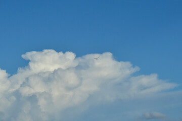 Sea bird silhouetted against cumulus clouds